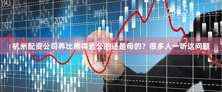 杭州配资公司养比熊得选公的还是母的？很多人一听这问题